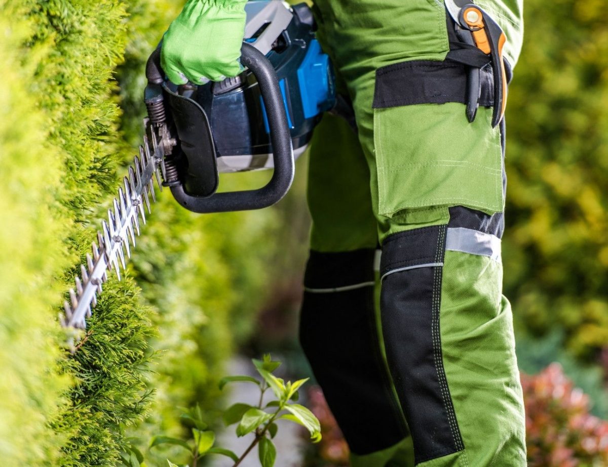 Taille de vos arbres et haies à Poitiers (86) - Brunet aide au jardin