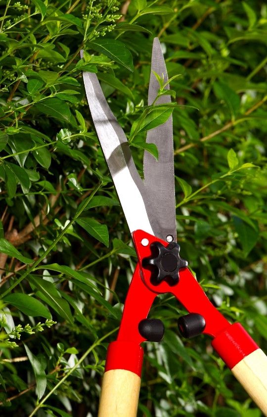 tailles haies arbres en vienne