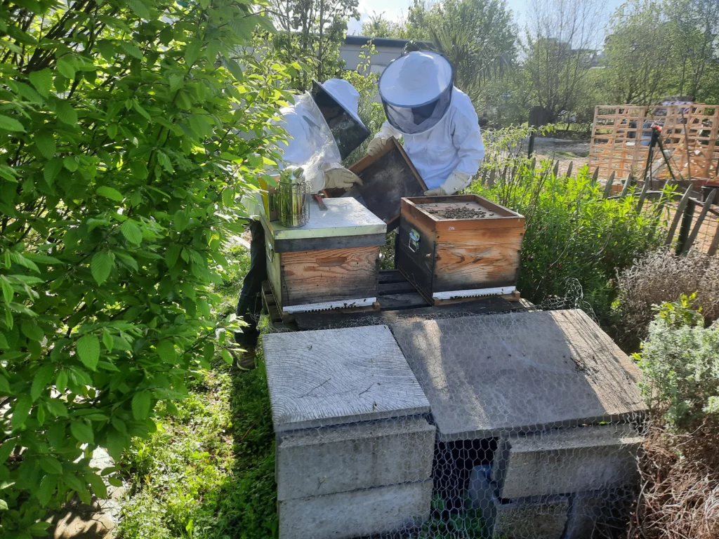 entretien potager à poitiers
