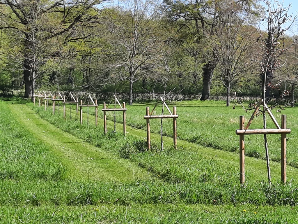 tailles haies arbres à poitiers