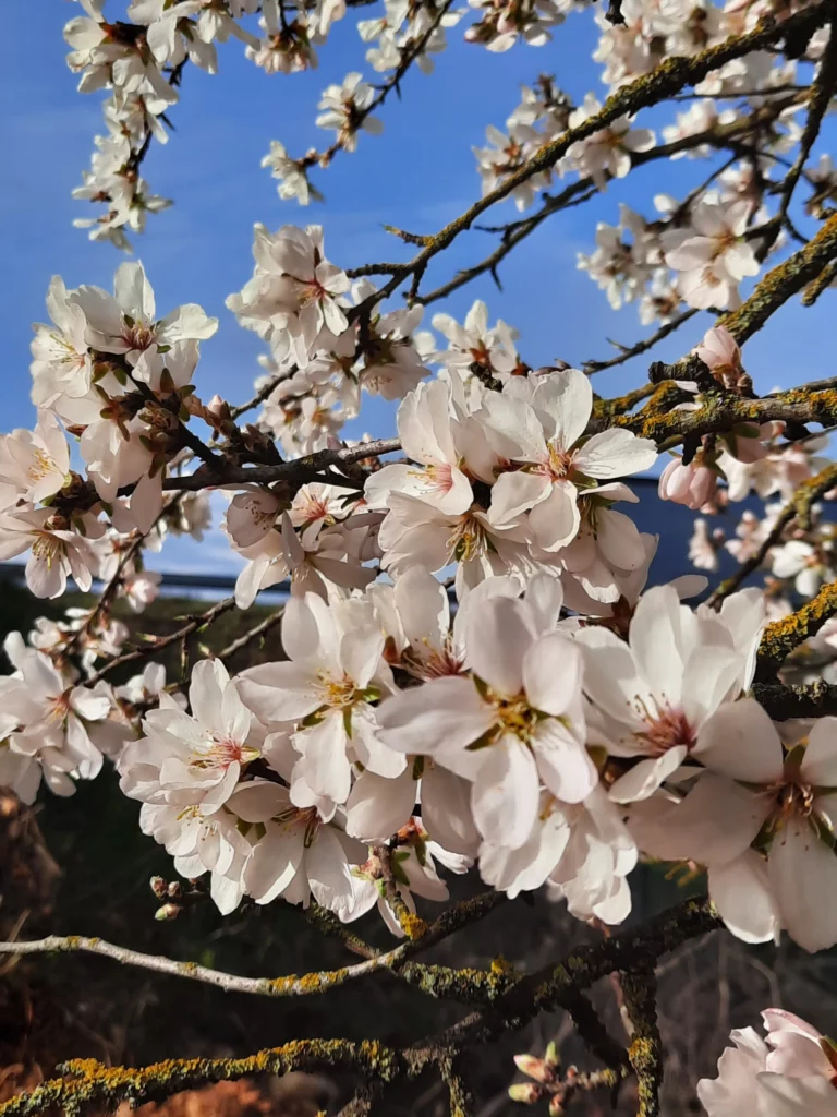 tailles haies arbres en vienne